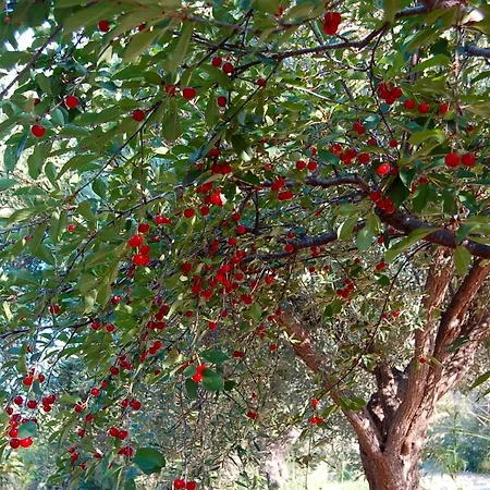 فيلة Con Piscina Vicino Cefalu Gratteri